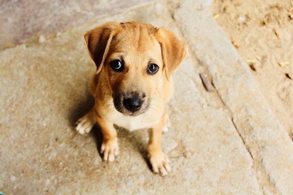 Man Arrested In Goa For Stealing Puppy With Intention To ‘Eat Its Meat’